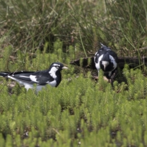 Grallina cyanoleuca at Forde, ACT - 4 Mar 2019