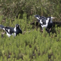 Grallina cyanoleuca at Forde, ACT - 4 Mar 2019