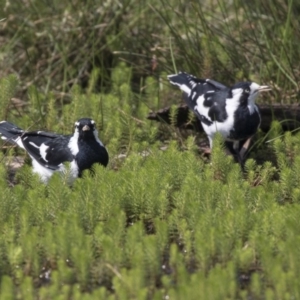 Grallina cyanoleuca at Forde, ACT - 4 Mar 2019 10:50 AM