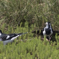 Grallina cyanoleuca at Forde, ACT - 4 Mar 2019 10:50 AM