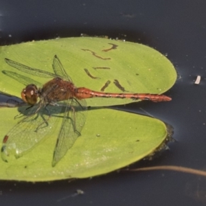 Diplacodes bipunctata at Amaroo, ACT - 4 Mar 2019 09:58 AM