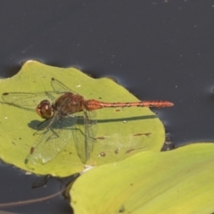 Diplacodes bipunctata at Amaroo, ACT - 4 Mar 2019 09:58 AM