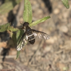 Villa sp. (genus) (Unidentified Villa bee fly) at Forde, ACT - 3 Mar 2019 by Alison Milton