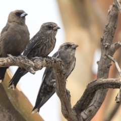 Artamus cyanopterus (Dusky Woodswallow) at Amaroo, ACT - 4 Mar 2019 by AlisonMilton