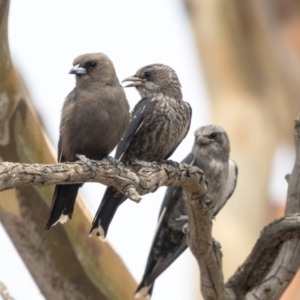 Artamus cyanopterus at Amaroo, ACT - 4 Mar 2019