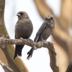 Artamus cyanopterus at Amaroo, ACT - 4 Mar 2019