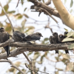 Artamus cyanopterus at Amaroo, ACT - 4 Mar 2019