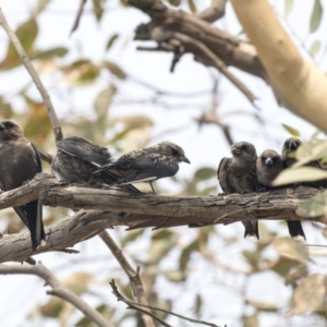 Artamus cyanopterus at Amaroo, ACT - 4 Mar 2019