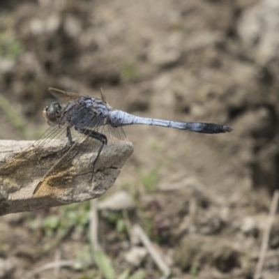 Orthetrum caledonicum (Blue Skimmer) at Mulligans Flat - 4 Mar 2019 by AlisonMilton