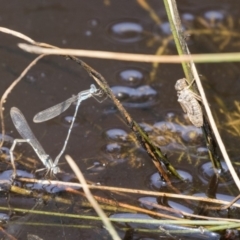 Austrolestes leda (Wandering Ringtail) at Forde, ACT - 4 Mar 2019 by AlisonMilton