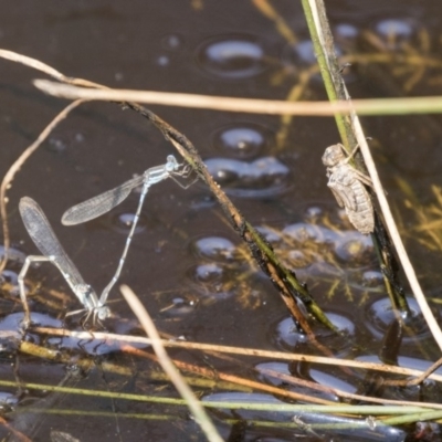 Austrolestes leda (Wandering Ringtail) at Forde, ACT - 4 Mar 2019 by AlisonMilton