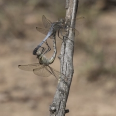 Orthetrum caledonicum (Blue Skimmer) at Amaroo, ACT - 4 Mar 2019 by AlisonMilton