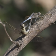 Orthetrum caledonicum at Amaroo, ACT - 4 Mar 2019 10:01 AM