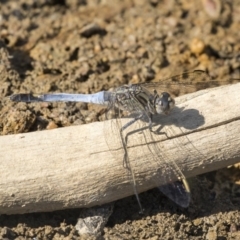 Orthetrum caledonicum at Amaroo, ACT - 4 Mar 2019