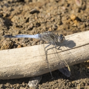 Orthetrum caledonicum at Amaroo, ACT - 4 Mar 2019