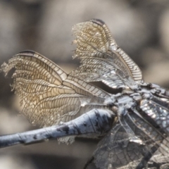 Orthetrum caledonicum at Amaroo, ACT - 4 Mar 2019 10:01 AM