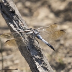 Orthetrum caledonicum at Amaroo, ACT - 4 Mar 2019