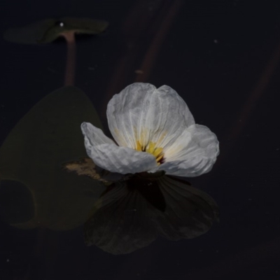 Ottelia ovalifolia subsp. ovalifolia (Swamp Lily) at Mulligans Flat - 3 Mar 2019 by AlisonMilton