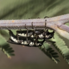 Rhinotia sp. (genus) (Unidentified Rhinotia weevil) at The Pinnacle - 26 Feb 2019 by AlisonMilton