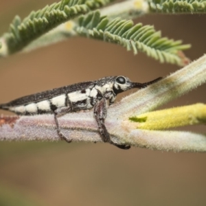 Rhinotia sp. (genus) at Weetangera, ACT - 26 Feb 2019 09:49 AM