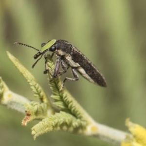 Rhinotia sp. (genus) at Weetangera, ACT - 26 Feb 2019 09:49 AM