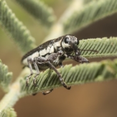 Rhinotia sp. (genus) at Weetangera, ACT - 26 Feb 2019 09:49 AM