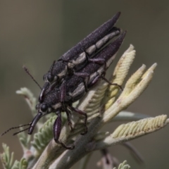 Rhinotia sp. (genus) (Unidentified Rhinotia weevil) at Weetangera, ACT - 26 Feb 2019 by AlisonMilton