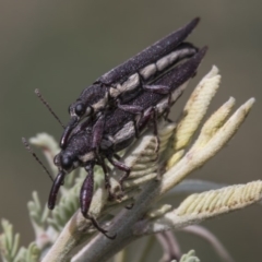 Rhinotia sp. (genus) at Weetangera, ACT - 26 Feb 2019