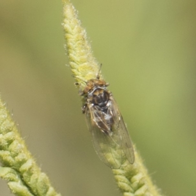 Psyllidae sp. (family) (Unidentified psyllid or lerp insect) at The Pinnacle - 25 Feb 2019 by AlisonMilton