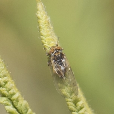 Psyllidae sp. (family) (Unidentified psyllid or lerp insect) at Weetangera, ACT - 26 Feb 2019 by AlisonMilton