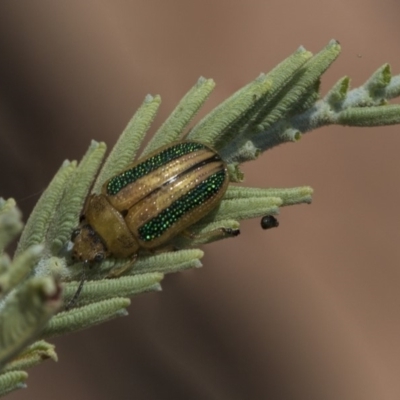 Calomela vittata (Acacia leaf beetle) at The Pinnacle - 26 Feb 2019 by AlisonMilton
