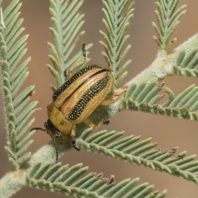 Calomela vittata (Acacia leaf beetle) at Weetangera, ACT - 26 Feb 2019 by AlisonMilton