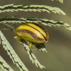 Calomela juncta (Leaf beetle) at Weetangera, ACT - 26 Feb 2019 by AlisonMilton