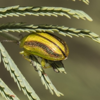 Calomela juncta (Leaf beetle) at Weetangera, ACT - 26 Feb 2019 by AlisonMilton