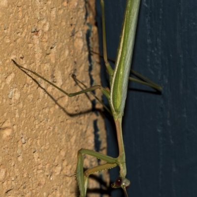 Pseudomantis albofimbriata (False garden mantis) at Higgins, ACT - 5 Mar 2019 by Alison Milton