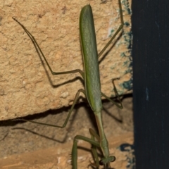 Pseudomantis albofimbriata at Higgins, ACT - 5 Mar 2019