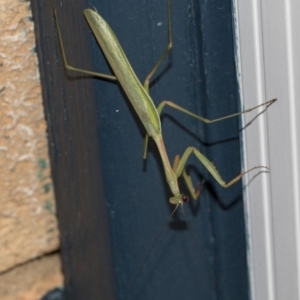 Pseudomantis albofimbriata at Higgins, ACT - 5 Mar 2019 07:20 PM