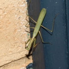 Pseudomantis albofimbriata at Higgins, ACT - 5 Mar 2019