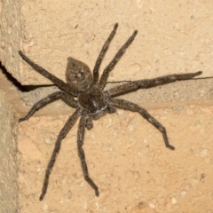 Neosparassus calligaster (Beautiful Badge Huntsman) at Higgins, ACT - 5 Mar 2019 by AlisonMilton