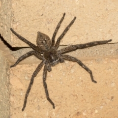 Neosparassus calligaster (Beautiful Badge Huntsman) at Higgins, ACT - 5 Mar 2019 by AlisonMilton