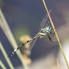 Parasynthemis regina (Royal Tigertail) at Forde, ACT - 4 Mar 2019 by AlisonMilton