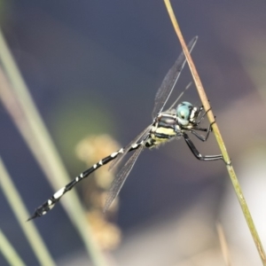 Parasynthemis regina at Forde, ACT - 4 Mar 2019