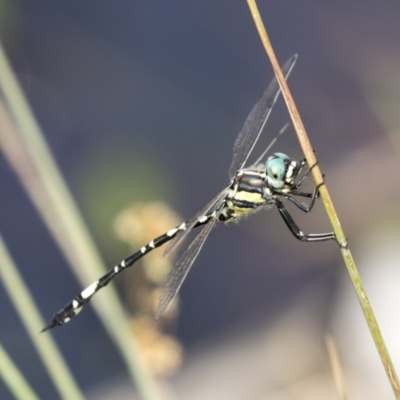 Parasynthemis regina (Royal Tigertail) at Forde, ACT - 4 Mar 2019 by AlisonMilton