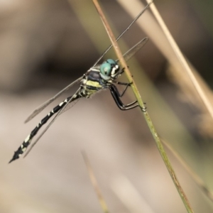 Parasynthemis regina at Forde, ACT - 4 Mar 2019