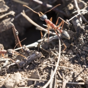 Myrmecia nigriceps at Higgins, ACT - 20 Sep 2018 03:49 PM