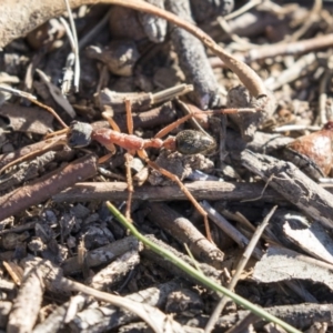 Myrmecia nigriceps at Higgins, ACT - 20 Sep 2018 03:49 PM