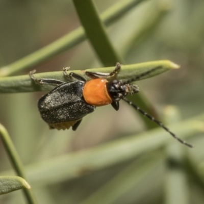 Chauliognathus tricolor (Tricolor soldier beetle) at Scullin, ACT - 2 Mar 2019 by AlisonMilton