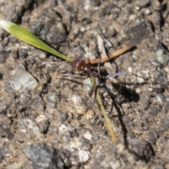 Iridomyrmex purpureus (Meat Ant) at Acton, ACT - 19 Feb 2019 by Alison Milton