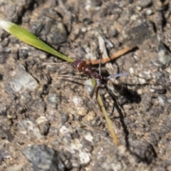 Iridomyrmex purpureus (Meat Ant) at Acton, ACT - 19 Feb 2019 by AlisonMilton