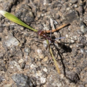 Iridomyrmex purpureus at Acton, ACT - 19 Feb 2019